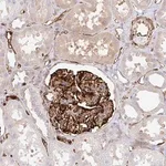 Merck Anti-DOCK1 antibody produced in rabbit