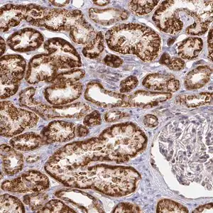 Merck Anti-CIT antibody produced in rabbit