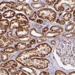 Merck Anti-CIT antibody produced in rabbit