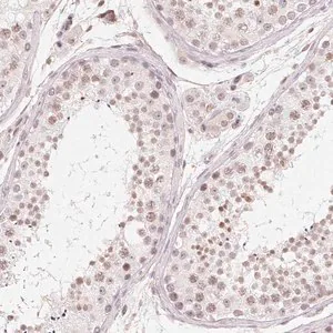 Merck Anti-TBP antibody produced in rabbit