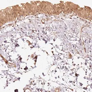 Merck Anti-STAU1 antibody produced in rabbit