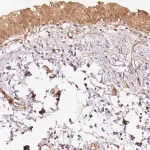 Merck Anti-STAU1 antibody produced in rabbit