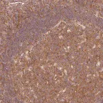 Merck Anti-PDAP1 antibody produced in rabbit