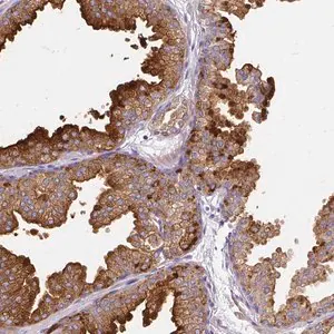 Merck Anti-FAM83C antibody produced in rabbit