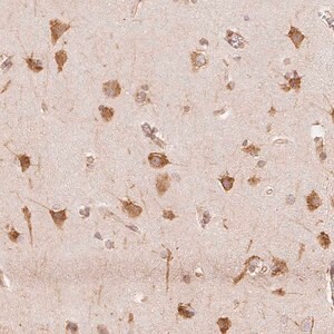 Merck Anti-RCN3 antibody produced in rabbit