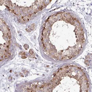 Merck Anti-SPRY1 antibody produced in rabbit