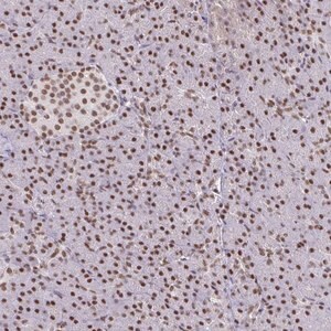 Merck Anti-BBX antibody produced in rabbit