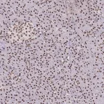 Merck Anti-BBX antibody produced in rabbit