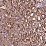 Merck Anti-CAMK1 antibody produced in rabbit