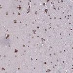 Merck Anti-TIMM21 antibody produced in rabbit