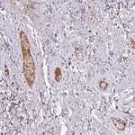 Merck Anti-F13B antibody produced in rabbit