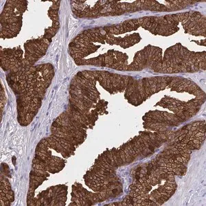 Merck Anti-DBI antibody produced in rabbit