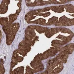 Merck Anti-DBI antibody produced in rabbit