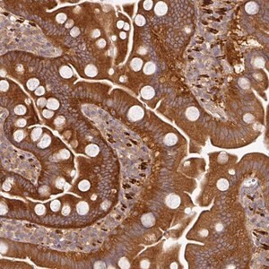 Merck Anti-MAP2K2 antibody produced in rabbit