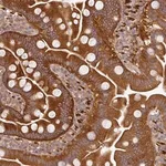 Merck Anti-MAP2K2 antibody produced in rabbit