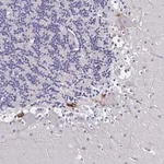 Merck Anti-PLXNA4 antibody produced in rabbit
