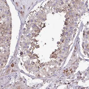 Merck Anti-CSDE1 antibody produced in rabbit