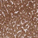 Merck Anti-DNAJC7 antibody produced in rabbit