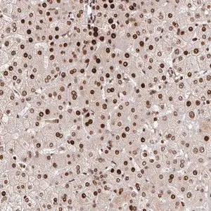 Merck Anti-PDE1C antibody produced in rabbit
