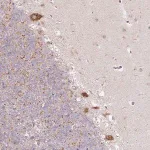 Merck Anti-MLX antibody produced in rabbit