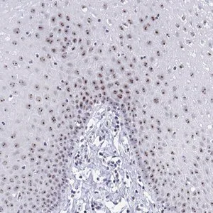 Merck Anti-SIRT7 antibody produced in rabbit