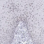 Merck Anti-SIRT7 antibody produced in rabbit