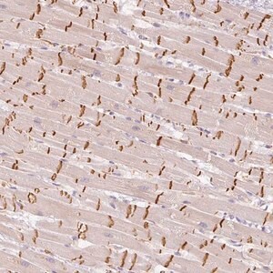 Merck Anti-GZMA antibody produced in rabbit