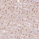 Merck Anti-GZMA antibody produced in rabbit