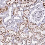 Merck Anti-NOCT antibody produced in rabbit