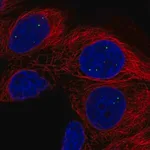 Merck Anti-AMER3 antibody produced in rabbit