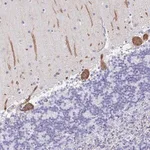 Merck Anti-PRKCG antibody produced in rabbit