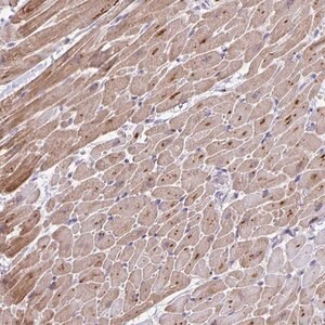 Merck Anti-MAPK12 antibody produced in rabbit