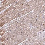 Merck Anti-MAPK12 antibody produced in rabbit