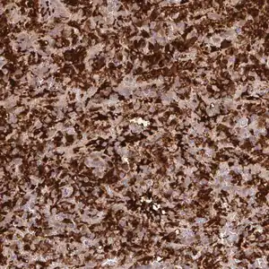 Merck Anti-BLVRA antibody produced in rabbit