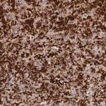 Merck Anti-BLVRA antibody produced in rabbit