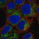 Merck Anti-MAOA antibody produced in rabbit