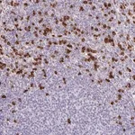 Merck Anti-ADCK1 antibody produced in rabbit