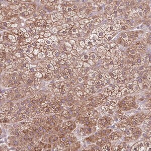Merck Anti-NTPCR antibody produced in rabbit