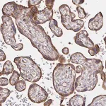 Merck Anti-SAT1 antibody produced in rabbit
