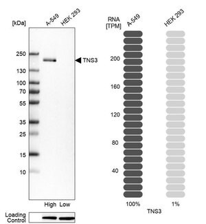 Merck Anti-TNS3 antibody produced in rabbit
