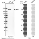 Merck Anti-TNS3 antibody produced in rabbit