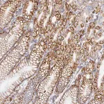 Merck Anti-TAAR1 antibody produced in rabbit