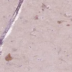 Merck Anti-NOS1AP antibody produced in rabbit