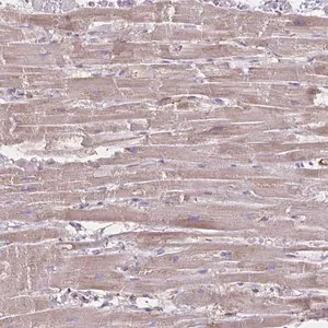 Merck Anti-TIMMDC1 antibody produced in rabbit