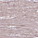 Merck Anti-TIMMDC1 antibody produced in rabbit