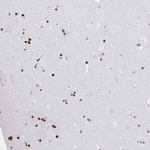 Merck Anti-ZNF280C antibody produced in rabbit