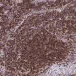 Merck Anti-ERI1 antibody produced in rabbit