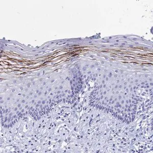 Merck Anti-FA2H antibody produced in rabbit