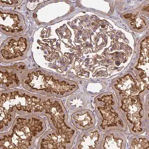Merck Anti-TNS3 antibody produced in rabbit