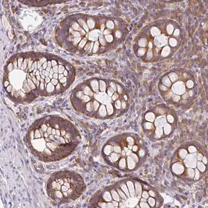 Merck Anti-GFPT2 antibody produced in rabbit